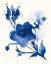 Picture of INDEPENDENT BLOOMS BLUE II V2