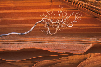 Picture of COYOTE BUTTES III