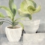 Picture of GREENERY STILL LIFE