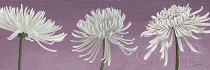Picture of MORNING CHRYSANTHEMUMS V LAVENDER