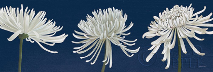 Picture of MORNING CHRYSANTHEMUMS V DARK BLUE