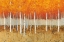 Picture of AUTUMN BIRCHES