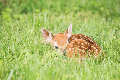 Picture of A FAWN