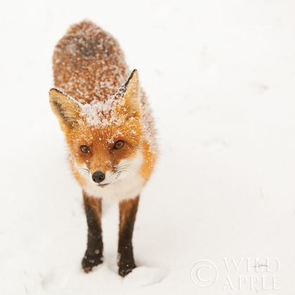 Picture of RED FOX I