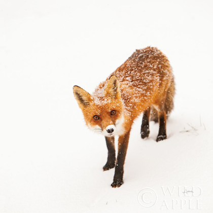 Picture of RED FOX II