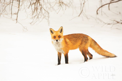 Picture of RED FOX IV