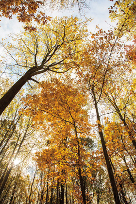 Picture of TOWERING TREES II