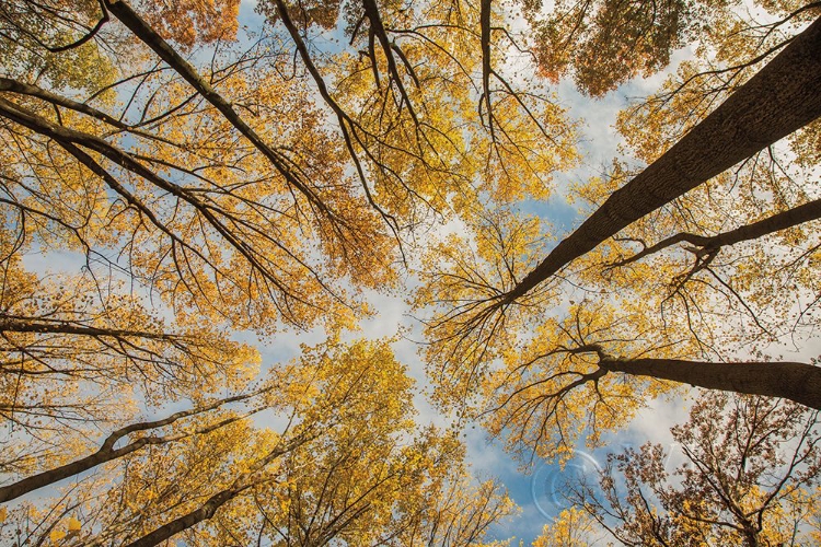 Picture of TOWERING TREES III