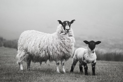 Picture of ISLAY SHEEP I
