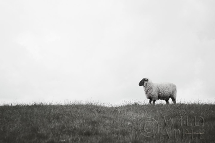 Picture of ISLAY SHEEP II