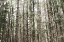 Picture of MOSSY PINES