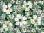 Picture of ANEMONES AND FRIENDS