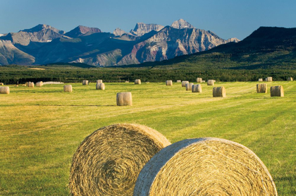 Picture of WATERTON HAY BALES