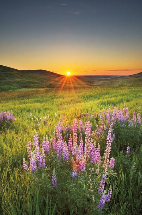 Picture of PRAIRIE SUNRISE