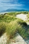 Picture of OREGON DUNES GRASS