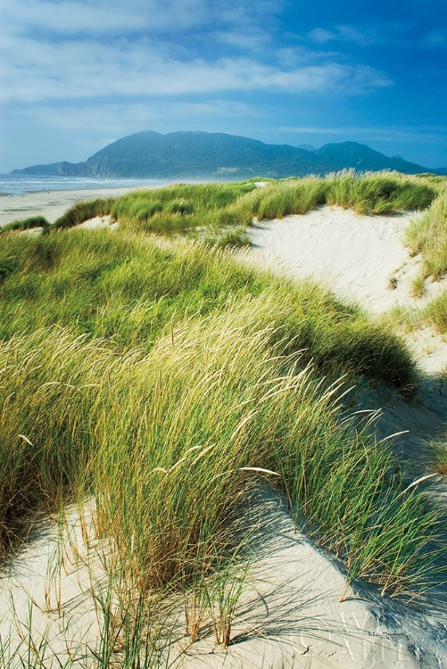 Picture of OREGON DUNES GRASS