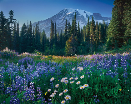 Picture of MOUNT RAINIER