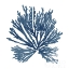 Picture of PACIFIC SEA MOSSES BLUE ON WHITE II