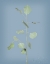 Picture of SIMPLE STEMS I BLUE CROP