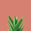 Picture of SUCCULENT SIMPLICITY V CORAL