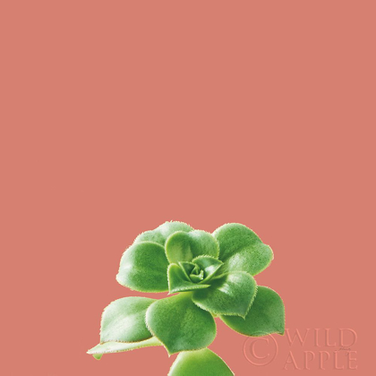 Picture of SUCCULENT SIMPLICITY VII CORAL