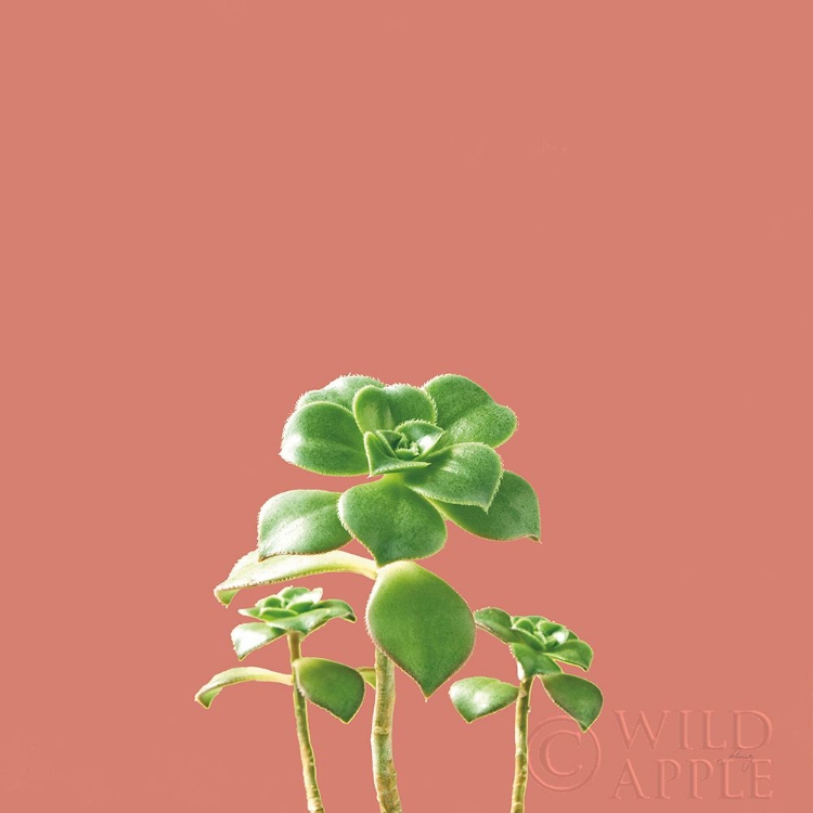 Picture of SUCCULENT SIMPLICITY IX CORAL