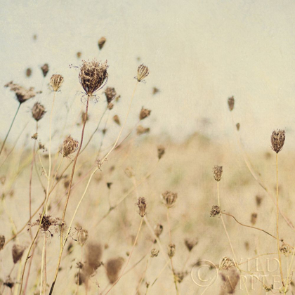Picture of FALLING QUEEN ANNES LACE II CROP SEPIA