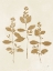 Picture of BOTANICAL STUDY IV GOLD CROP