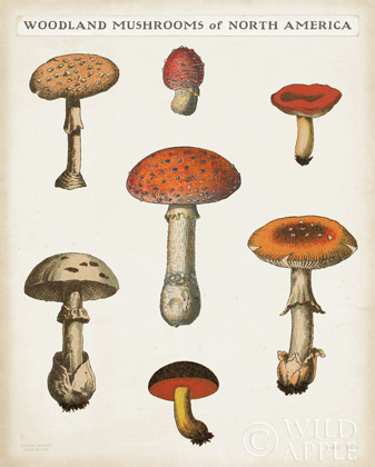 Picture of MUSHROOM CHART III LIGHT