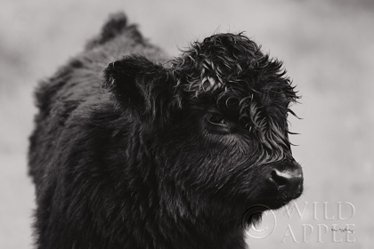 Picture of SCOTTISH HIGHLAND CATTLE XI BW