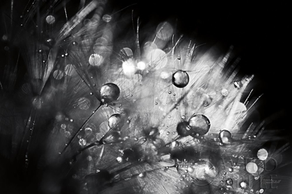 Picture of DANDELION ABSTRACT I