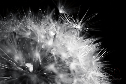 Picture of DANDELION DEWDROPS I