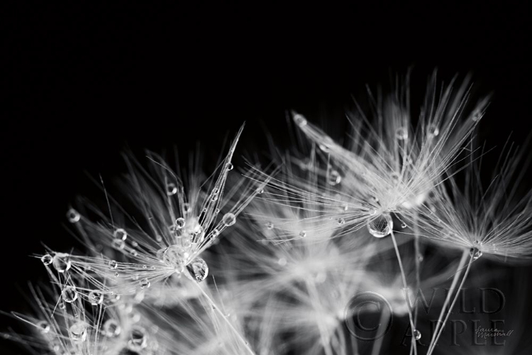 Picture of DANDELION DEWDROPS II