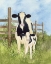 Picture of FARM FAMILY COWS