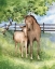 Picture of FARM FAMILY HORSES