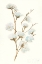 Picture of SUMMER COTTON I