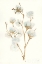 Picture of SUMMER COTTON II