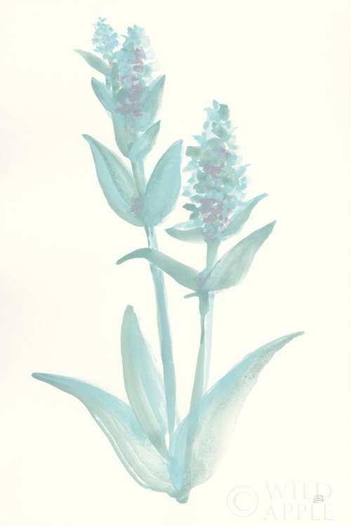 Picture of LAMBS EAR SAGE I