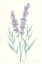 Picture of LAVENDER I