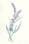 Picture of LAVENDER II