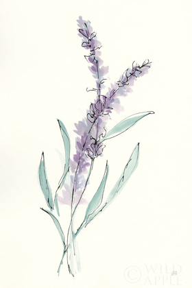 Picture of LAVENDER IV
