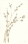 Picture of PUSSY WILLOWS II