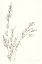 Picture of PUSSY WILLOWS V