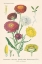 Picture of ANTIQUE BOTANICAL XL LIGHT