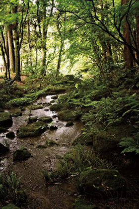 Picture of LUSH CREEK IN FOREST