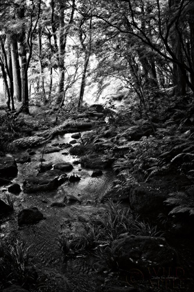 Picture of LUSH CREEK IN FOREST BW