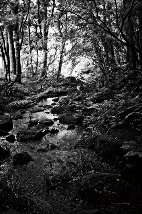 Picture of LUSH CREEK IN FOREST BW