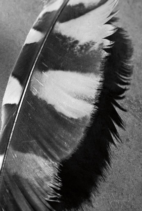 Picture of FEATHER SHADOW I