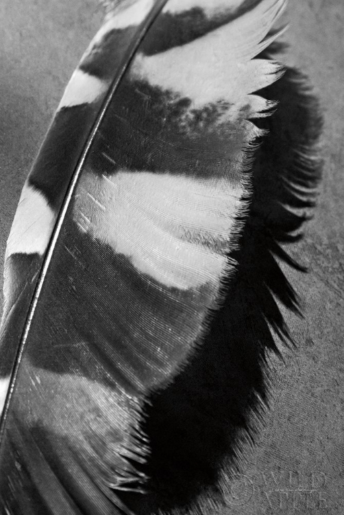 Picture of FEATHER SHADOW I