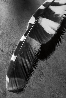 Picture of FEATHER SHADOW II